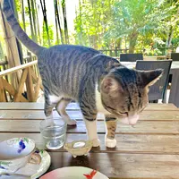 漱石珈琲店 愛松亭の写真・動画_image_472581