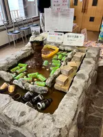 屈斜路湖砂湯の写真・動画_image_473266