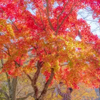 大野ダムの写真・動画_image_473624
