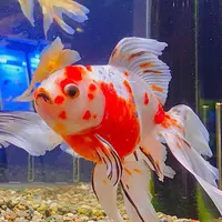 宮島水族館 みやじマリンの写真・動画_image_473801
