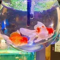 宮島水族館 みやじマリンの写真・動画_image_473802