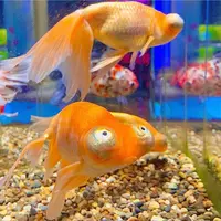 宮島水族館 みやじマリンの写真・動画_image_473803