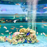宮島水族館 みやじマリンの写真・動画_image_473804