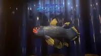 沼津港深海水族館の写真・動画_image_473965
