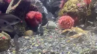 沼津港深海水族館の写真・動画_image_473970