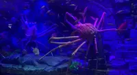 沼津港深海水族館の写真・動画_image_473971