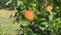 原田農園の写真・動画_image_474192