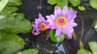 ビオスの丘の写真・動画_image_474466