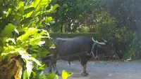 ビオスの丘の写真・動画_image_474477