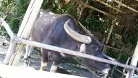 琉球村の写真・動画_image_474479