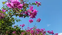 琉球村の写真・動画_image_474488