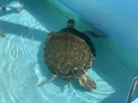 むろと廃校水族館の写真・動画_image_474563