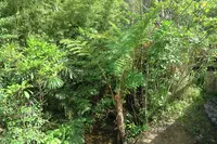 轟の滝の写真・動画_image_474583