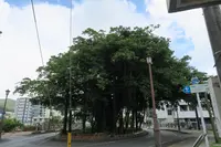 ヒンプンガジュマルの写真・動画_image_474585