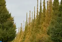 明治神宮外苑の写真・動画_image_476134