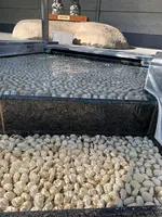 道後舘の写真・動画_image_476246