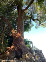 湯神社（四社明神）の写真・動画_image_476289