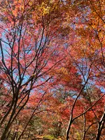 付知峡の写真・動画_image_476508