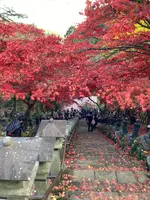 大山寺の写真・動画_image_477330
