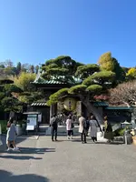 長谷寺の写真・動画_image_477592