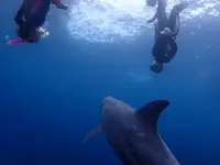 御蔵島ドルフィンツアーの写真・動画_image_47780
