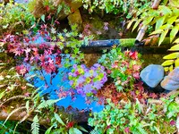 毘沙門堂の写真・動画_image_477804