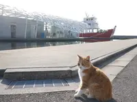 男木島フェリー乗り場の写真・動画_image_477808