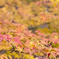 東福寺の写真・動画_image_478370