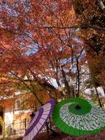 勝林寺の写真・動画_image_478417
