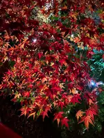 御土居のもみじ苑の写真・動画_image_478444