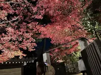 御土居のもみじ苑の写真・動画_image_478447