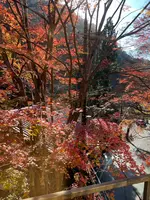 叡山電鉄鞍馬線 紅葉のトンネルの写真・動画_image_478901