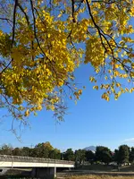 鴨川デルタの飛び石の写真・動画_image_478939