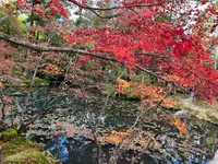 天授庵の写真・動画_image_479054