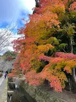 哲学の道の写真・動画_image_479062