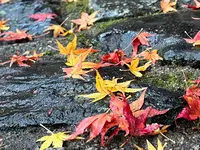 法然院の写真・動画_image_479072