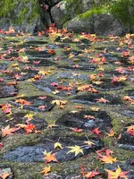 法然院の写真・動画_image_479074