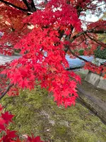 真如堂（真正極楽寺）の写真・動画_image_479096