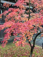 真如堂（真正極楽寺）の写真・動画_image_479099