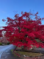 真如堂（真正極楽寺）の写真・動画_image_479100