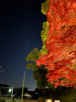 金戒光明寺の写真・動画_image_479117