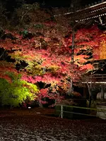 永観堂（禅林寺）の写真・動画_image_479127