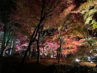 永観堂（禅林寺）の写真・動画_image_479133