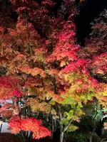 永観堂（禅林寺）の写真・動画_image_479135