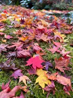 常寂光寺の写真・動画_image_479162