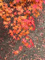常寂光寺の写真・動画_image_479163