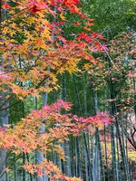 常寂光寺の写真・動画_image_479164