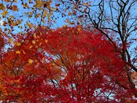 常寂光寺の写真・動画_image_479169