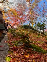 常寂光寺の写真・動画_image_479170