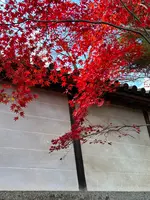 二尊院の写真・動画_image_479176